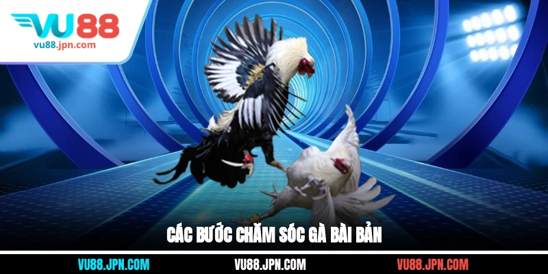 Các bước chăm sóc gà bài bản