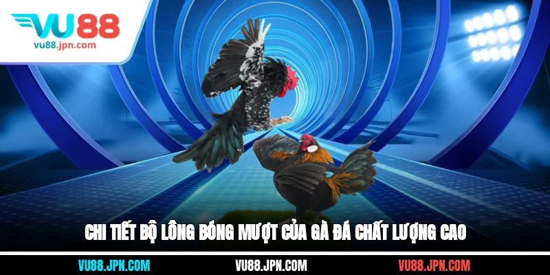 Chi tiết bộ lông bóng mượt của gà đá chất lượng cao