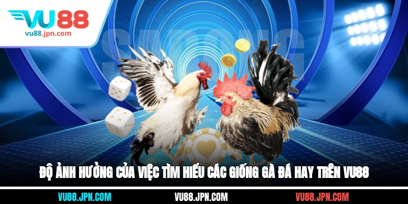 Độ ảnh hưởng của việc tìm hiểu các giống gà đá hay trên Vu88