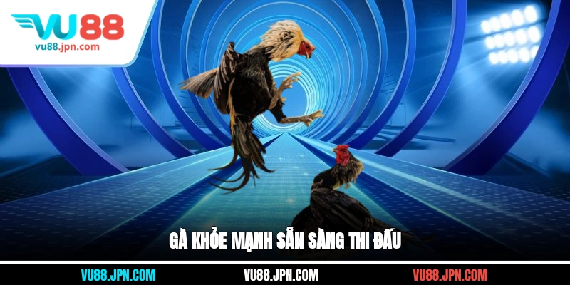 Gà khỏe mạnh, sẵn sàng thi đấu