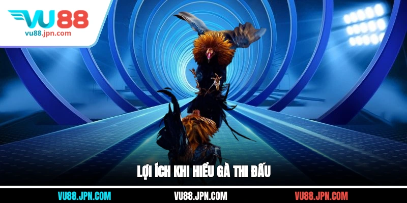 Lợi ích khi hiểu gà thi đấu