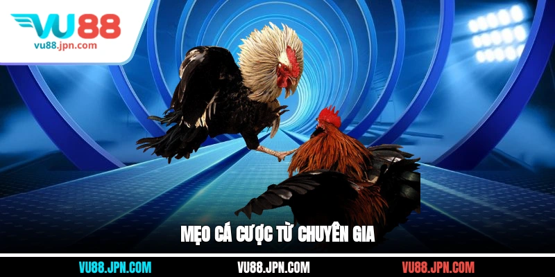 Mẹo cá cược từ chuyên gia