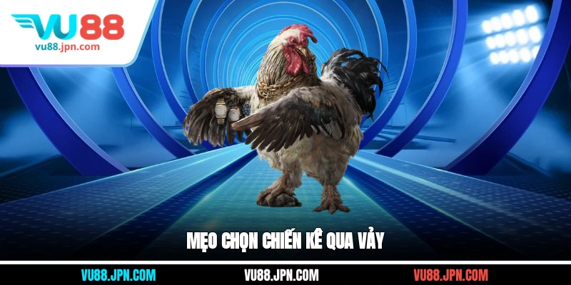 Mẹo chọn chiến kê qua vảy