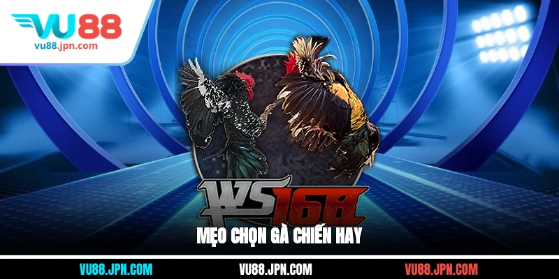 Mẹo chọn gà chiến hay