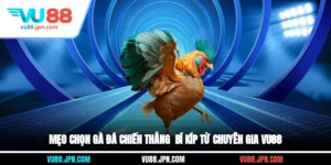 Mẹo Chọn Gà Đá Chiến Thắng - Bí Kíp Từ Chuyên Gia Vu88